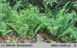 Athyrium filix-femina Fieldiae Capitatum