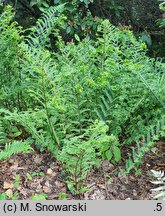 Athyrium filix-femina Fieldiae Capitatum