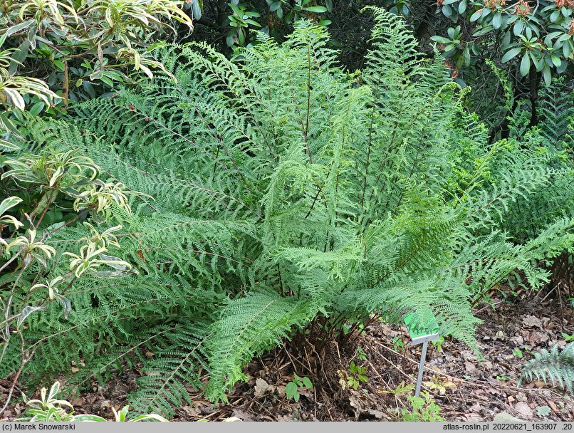 Athyrium filix-femina Fieldiae Capitatum