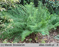 Athyrium filix-femina Fieldiae Capitatum