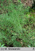 Dryopteris filix-mas Linearis Polidactyla