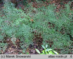 Dryopteris filix-mas Linearis Polidactyla