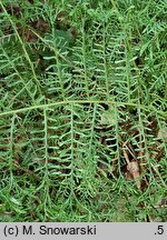 Dryopteris filix-mas Linearis Polidactyla
