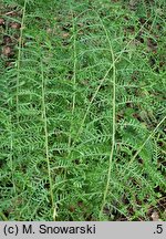 Dryopteris filix-mas Linearis Polidactyla