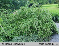 Itea virginica (itea wirginijska)