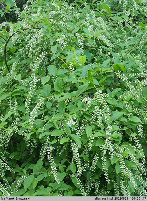 Itea virginica (itea wirginijska)