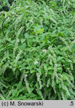 Itea virginica (itea wirginijska)