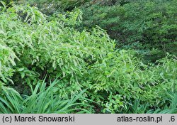 Itea virginica (itea wirginijska)