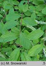 Itea virginica (itea wirginijska)