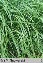 Miscanthus sinensis Little Zebra