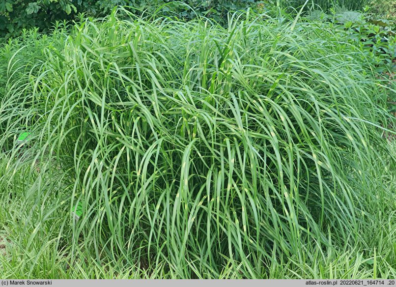 Miscanthus sinensis Little Zebra