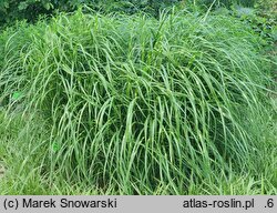 Miscanthus sinensis Little Zebra