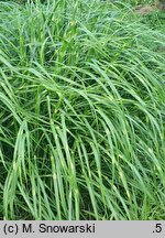Miscanthus sinensis Little Zebra