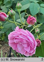 Rosa hort. Louise Odier