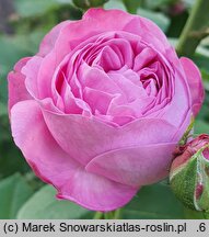 Rosa hort. Louise Odier