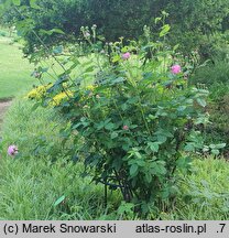 Rosa hort. Louise Odier