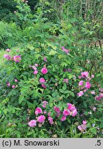Rosa hort. Petite de Hollande