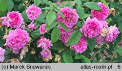 Rosa hort. Petite de Hollande