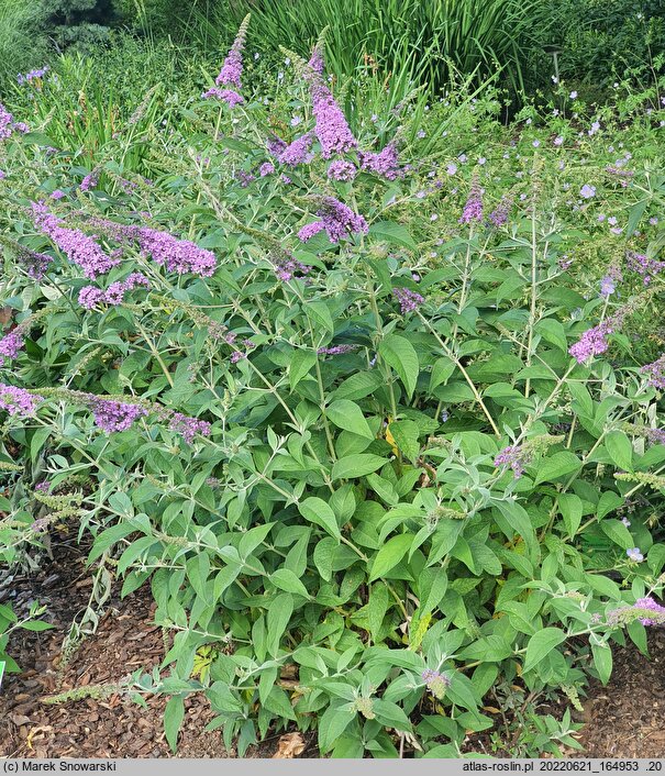 Buddleja Lilac Chip