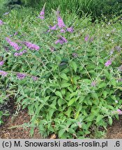 Buddleja Lilac Chip