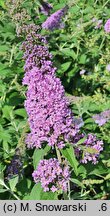 Buddleja Lilac Chip