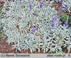 Veronica spicata ssp. incana Silberteppich