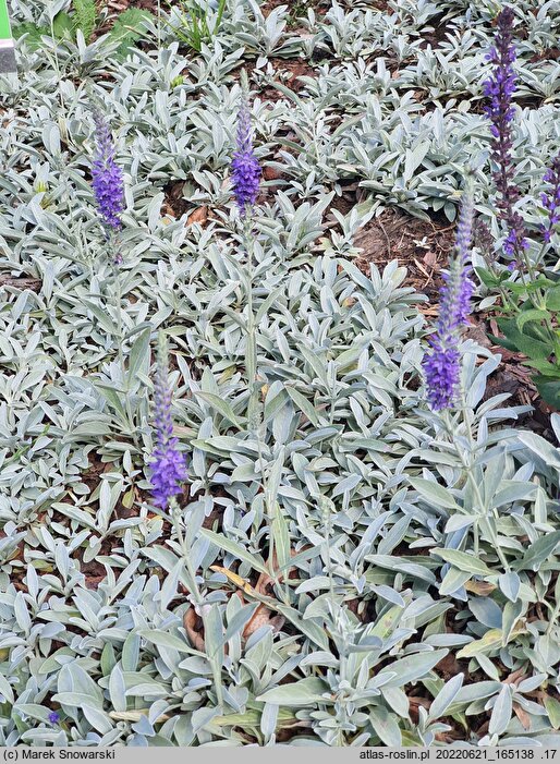 Veronica spicata ssp. incana Silberteppich
