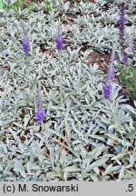 Veronica spicata ssp. incana Silberteppich