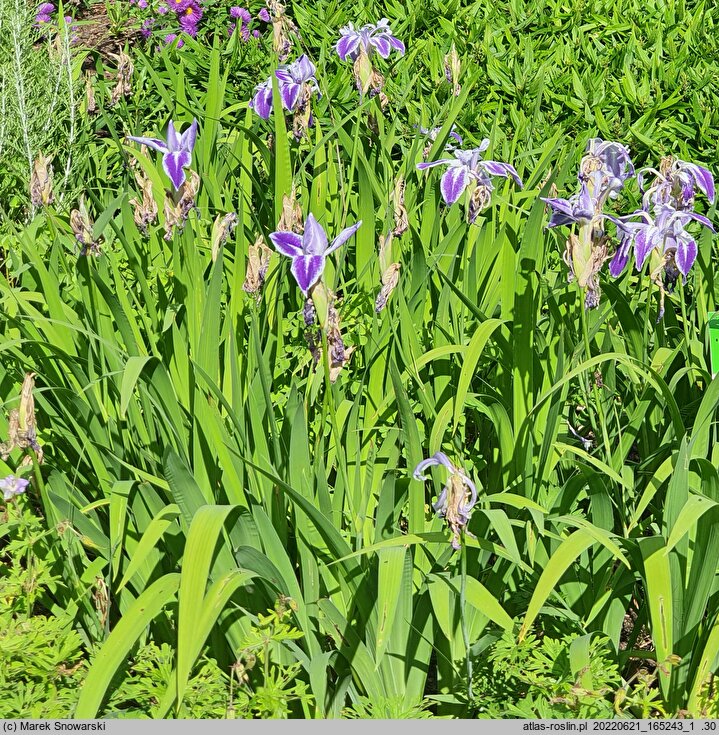 Iris laevigata Colchesterensis