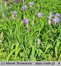 Iris laevigata Colchesterensis