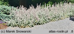 Stachys byzantina Primrose Heron