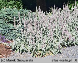 Stachys byzantina Primrose Heron