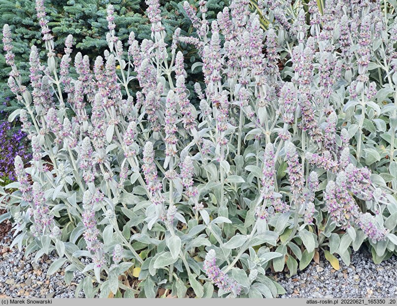 Stachys byzantina Primrose Heron
