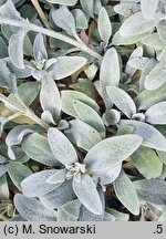Stachys byzantina Primrose Heron