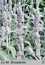 Stachys byzantina Primrose Heron