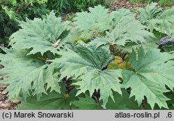 Rheum tanguticum (rabarbar tangucki)