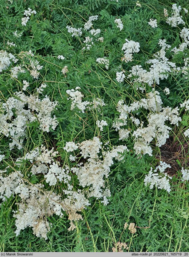 Filipendula vulgaris Flore Pleno
