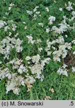 Filipendula vulgaris Flore Pleno