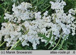Filipendula vulgaris Flore Pleno