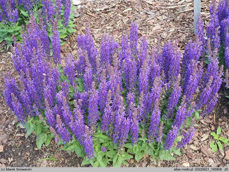 Salvia nemorosa Sensation Compact Deep Blue