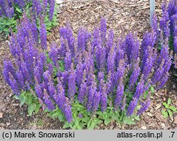 Salvia nemorosa Sensation Compact Deep Blue