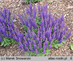 Salvia nemorosa Sensation Compact Deep Blue