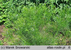 Amsonia hubrichtii (amzonia Hubrichta)