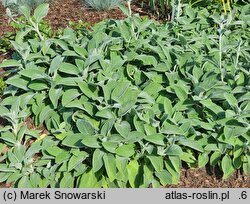 Stachys byzantina Big Ears
