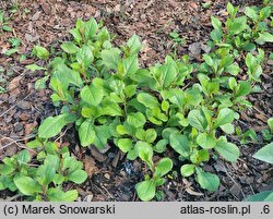 Ceratostigma plumbaginoides (ceratostigma ołownikowata)