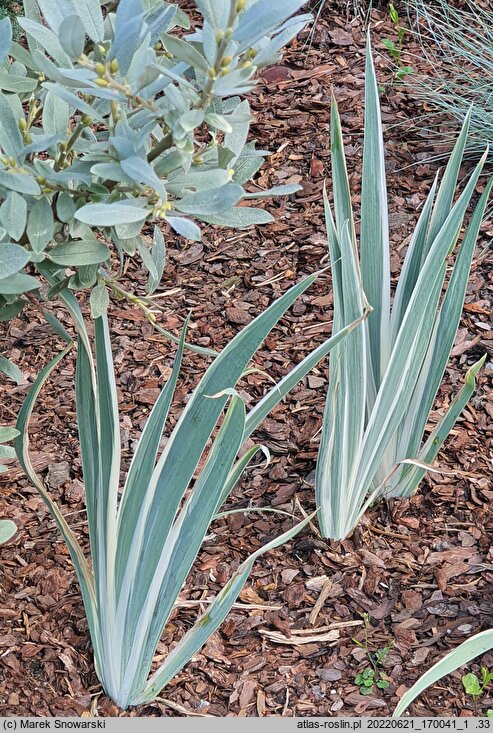 Iris pallida Argentea Variegata