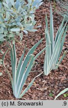 Iris pallida Argentea Variegata