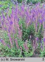 Salvia nemorosa Tänzerin
