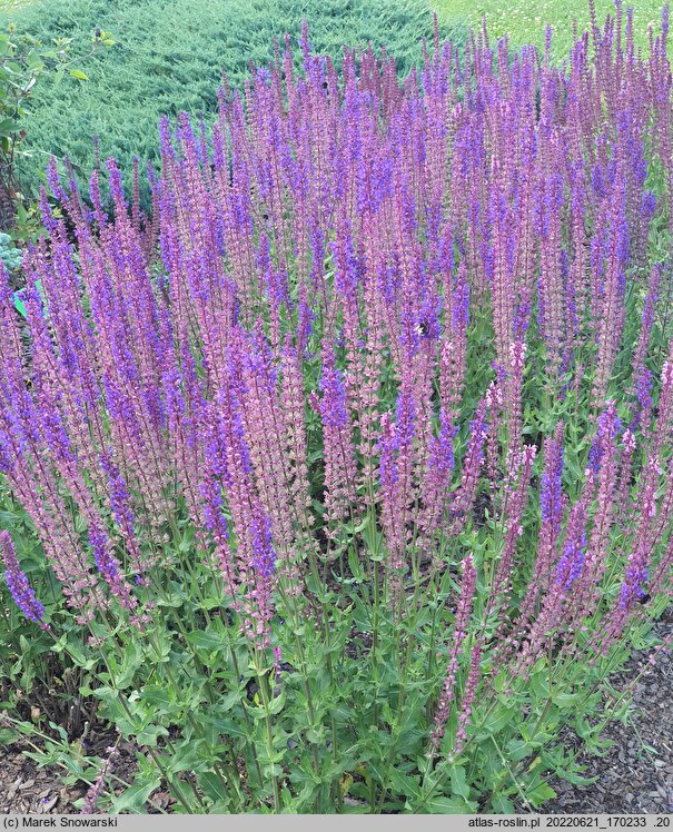 Salvia nemorosa Tänzerin