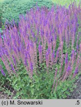 Salvia nemorosa Tänzerin